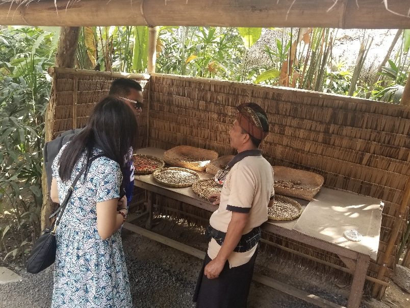 Coffee Plantation